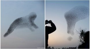Птицы рисуют: стаи скворцов создают удивительные фигуры в небе (11 фото)