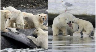 Из-за изменения климата белые медведи питаются трупами китов (4 фото)