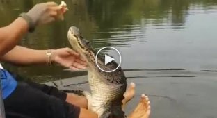 Бесстрашное кормление крокодила на речке