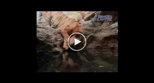 Как тигр купается в своей ванной