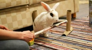 Кролик выполнил 20 трюков за минуту и попал в Книгу рекордов Гиннесса (7 фото + 1 видео)