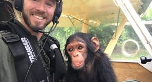 Трогательные кадры полета детеныша шимпанзе в реабилитационный центр (5 фото + 1 видео)