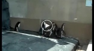 Пингвины и солнечные зайчики