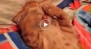 Хозяйка будит своего ленивого кота