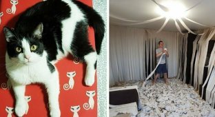 Хозяева сделали коту игровую комнату из сотни рулонов туалетной бумаги, и это настоящий кошачий рай (12 фото + 1 видео)