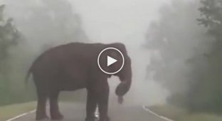 Слон на дороге и водитель скутера