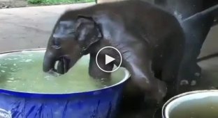Слоненок спасается от летнего зноя