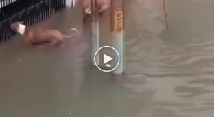 Крокодил преследует собаку на затопленной улице
