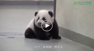 Как мама панда укладывает непослушного малыша спать