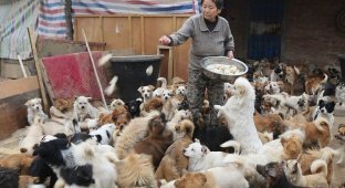 Каждый день эта пожилая китаянка просыпается в четыре утра, чтобы покормить 1300 бродячих собак (7 фото)