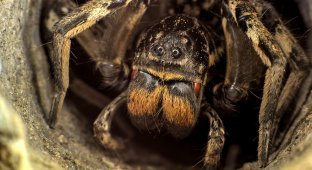 Мизгирь: Единственный русский тарантул — настоящий монстр! (10 фото)