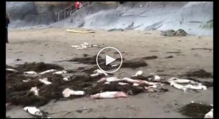Кальмары выбрасываются на берег