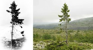 Самое старое в мире дерево растёт в Швеции - ему девять с половиной тысяч лет (7 фото)