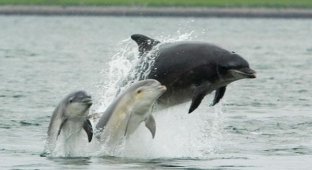 Интересные и познавательные факты о дельфинах (25 фото)