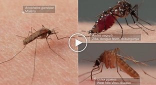 Как комары пьют нашу кровь