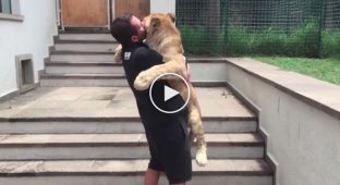 Львенок встречает хозяина после разлуки