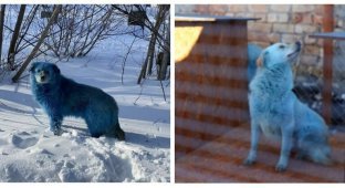 Синим собакам из Дзержинска нашли работу (5 фото)