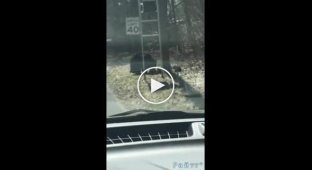 Медведица, пытающаяся увлечь за собой через дорогу упрямых отпрысков в США