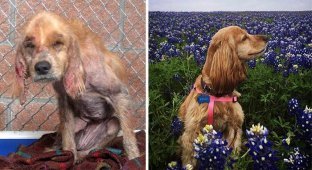 До и после: душераздирающие примеры перевоплощения собак, которые обрели любящих хозяев (15 фото)