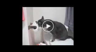 Кот не любит туалетную бумагу