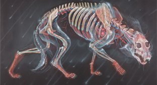Художник показывает животных под рентгеновским излучением (13 фото)