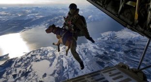 Собаки - парашютисты (3 фотографии)