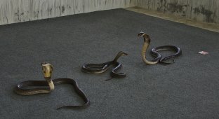 Как едят змей (20 фото)