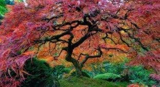 12 самых красивых и удивительных деревьев на Земле (12 фото)