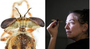 Триллионы мух: почему мухи так важны для нашей планеты? (8 фото)