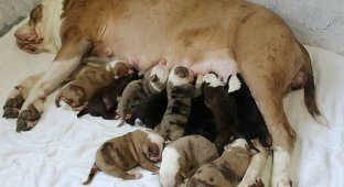 Радость собаковода: двухлетняя бульдожка родила 20 щенков (7 фото)