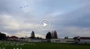Тысячи птиц одновременно взлетают с места