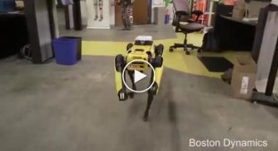 Четырёхногий робот SpotMini бежит по офисным помещениям и лабораториям компании Boston Dynamics
