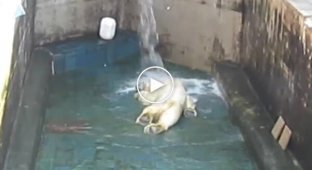 Белый мишка уморительно нежится под струями воды