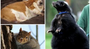 20 животных, которые остаются милыми даже не смотря на свой лишний вес (21 фото)