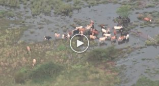 Коровы в затопленном Техасе