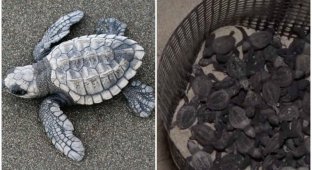 Как COVID-19 помогает исчезающим черепахам размножаться (4 фото)