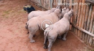 Осиротевшие детеныши носорога плачут и требуют молока