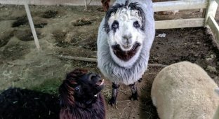 В Японии нашли странного альпака с «человеческим лицом» (10 фото)