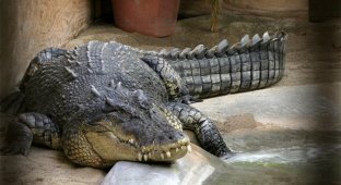 Самый большой крокодил в мире (4 фото)