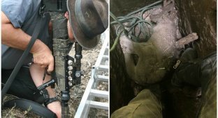 Выжившие: золотоискатель обнаружил под землей кенгуру с кенгуренком (8 фото)