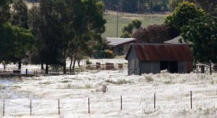 Тысячи пауков атаковали Австралию (8 фото)