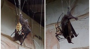 Гигантский паук поймал в свои сети летучую мышь (7 фото)