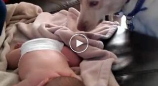 Этот пёс научит вас как надо правильно укрывать спящего ребенка