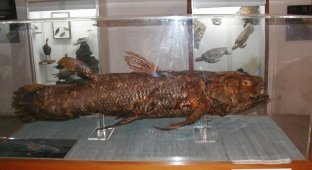 Латимерия - рыба "живое ископаемое" или целакант (41 фото + 6 видео)