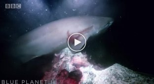 Акулы проявили интерес к батискафу на глубине 700 метров