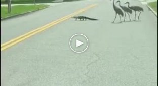 Во Флориде у животных своя атмосфера