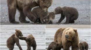 Мама-медведица с 4-месячными малышами (12 фото)