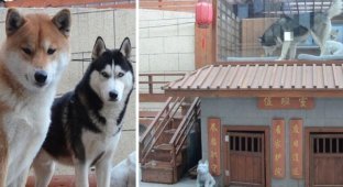 Китаец построил своим собачкам роскошный особняк с гостиной и сауной (7 фото)