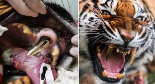 Немецкие стоматологи поставили тигрице золотой клык (7 фото)