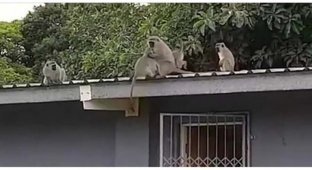 Трогательное воссоединение обезьянки со своей семьей (2 фото)